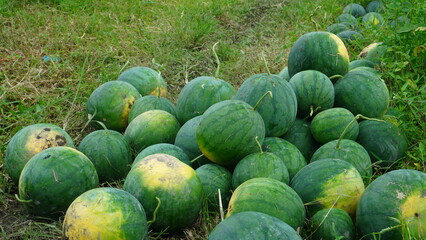 watermelon harvest in the field