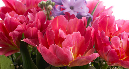 Tulpen Blumen Frühling - 769511547
