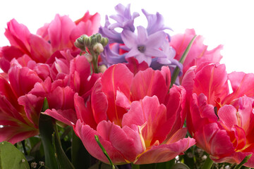 Tulpen Blumen Frühling - 769511713