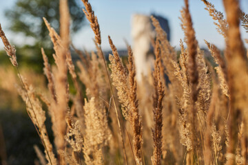 Fototapeta premium Möhneseeturm, Naturpark, Arnsberger Wald, Gemeinde Möhnesee, Kreis Soest, Landkreis Soest, NRW, Deutschland, Germany, 2022 