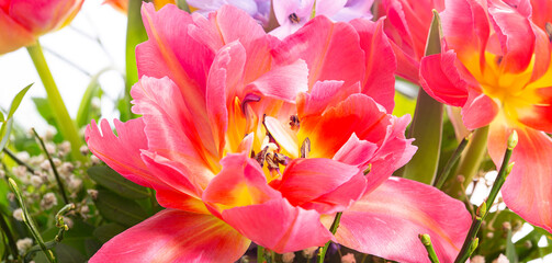 Tulpen Blumen Frühling - 769511795
