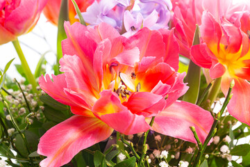 Tulpen Blumen Frühling - 769511955