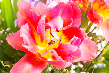 Fototapeta na wymiar Tulpen Blumen Frühling