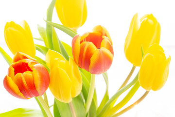 Tulpen Blumen Frühling - 769512322