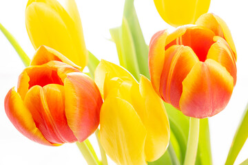 Tulpen Blumen Frühling - 769512523