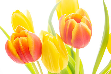 Tulpen Blumen Frühling - 769512558