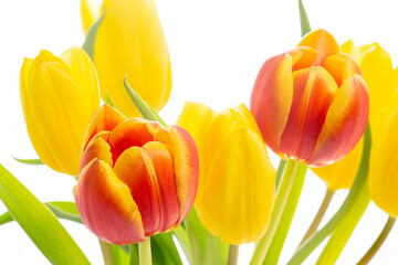 Tulpen Blumen Frühling - 769512703