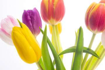 Tulpen Blumen Frühling - 769512993