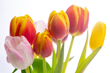 Tulpen Blumen Frühling - 769513152