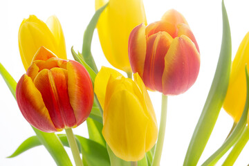 Tulpen Blumen Frühling - 769513356