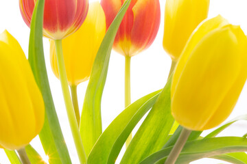 Tulpen Blumen Frühling - 769513382