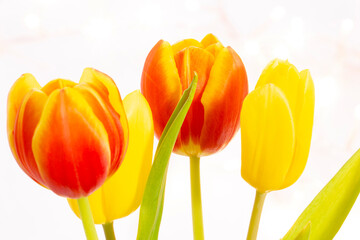 Tulpen Blumen Frühling - 769513509