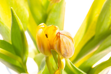 Tulpen Blumen Frühling - 769513516