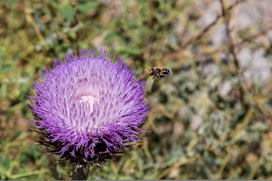Purple thistle flower with a bee flying next to it with astonishing details as a background