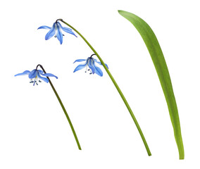 Set of blue scilla flowers and leaf isolated on white or transparent background