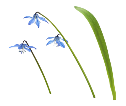 Set of blue scilla flowers and leaf isolated on white or transparent background
