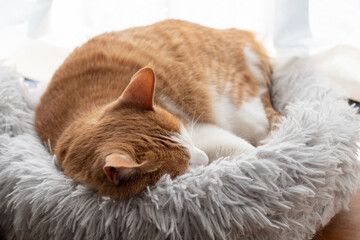 窓辺で眠る猫　茶トラ白