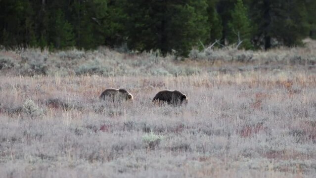 Pair of grizzly bear (Ursus arctos horribilis) cubs walk up to their mother in Grand Teton National Park.