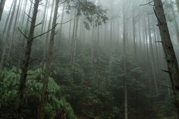霧に覆われた森 - obrazy, fototapety, plakaty