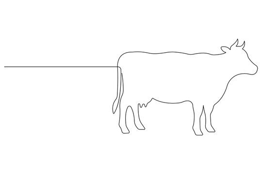 Continuous one line art drawing of cow pet animal concept outline vector illustration