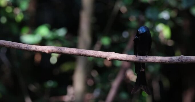 A vine stretched deep in the forest and then a bird arrives to perch and turns to face front as it looks down, Bronzed Drongo Dicrurus aeneus, Thailand