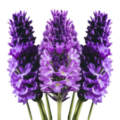 purple hyacinth isolated