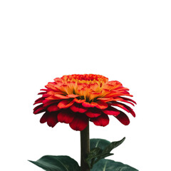 red gerbera flower isolated