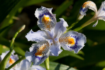 Iris japonica