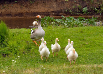 Goslings with a gander walk on the grass