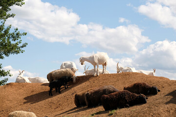 Sheep and goats graze together