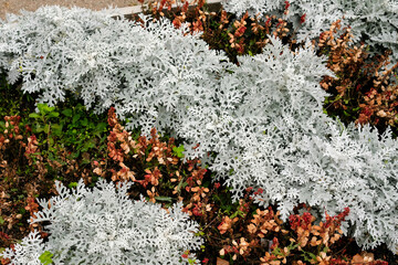 Cineraria in a flowerbed in autumn