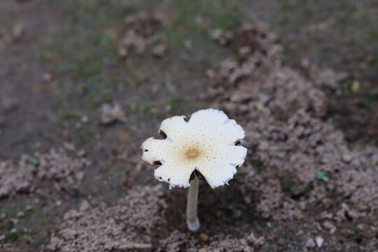 White mushroom in the forest