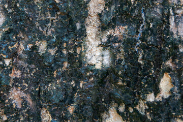 close up tree