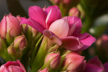 Kalanchoe 'Tarantula'