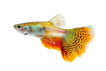 Yellow and Red Fish on White Background