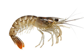 Close Up of a Shrimp on White Background