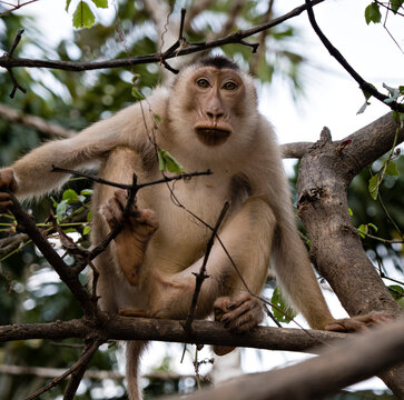 Macaque by Kinabatangan River in Sabah, Borneo