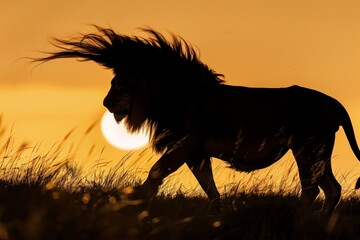 lion silhouette with mane blowing in the breeze