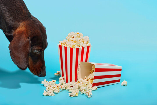 Dachshund dog smelling popcorn over blue background