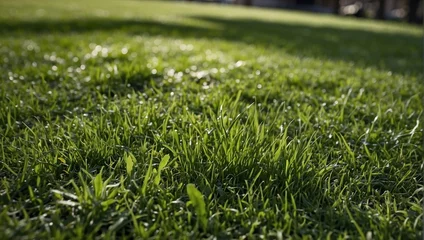Tableaux ronds sur plexiglas Herbe green grass field