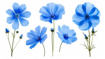 On a white background, a set of blue flowers is isolated