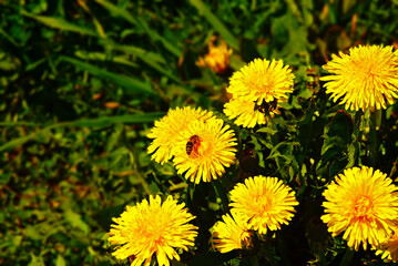 Flowering dandelion. The honey bee collects pollen and pollinates the open yellow flower of the Taráxacum plant.
