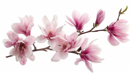 Fototapeta na wymiar Isolated white spring magnolia flowers on a tree branch