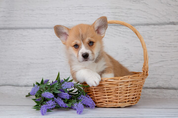cute Welsh corgi puppy in a basket with spring purple flowers on a light wooden background