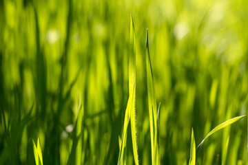 Green grass . Nature concept for design.  Bright natural bokeh. Sunny morning. Small depth of field. Abstract nature background . Concept for design or For add text .  Close Up. 