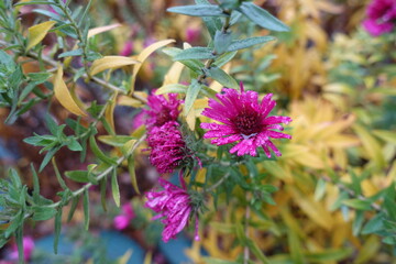 Dew on magenta colored flowers of Michaelmas daisies in November