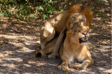 view of a pair of lions, West Africa, Senegal - obrazy, fototapety, plakaty