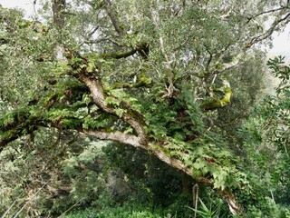 Giant overgrown tree in Park of Monserrate Palace, Sintra, Portugal.