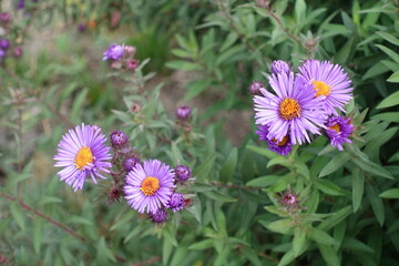 Fototapeta premium Close shot of purple flowers of New England asters in October