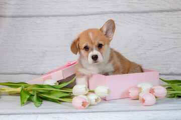 cute Welsh corgi puppy in a gift box with spring pink tulip flowers on a light wooden background